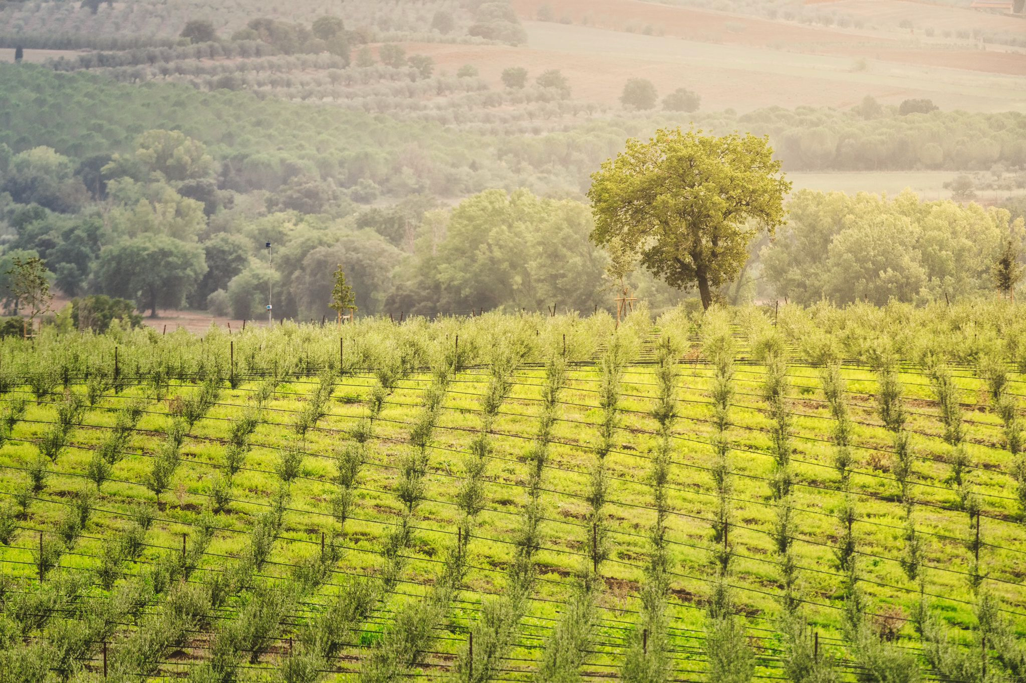 Olivenplantage mit jungen Bäumen in Reihen, umgeben von einer hügeligen Landschaft.