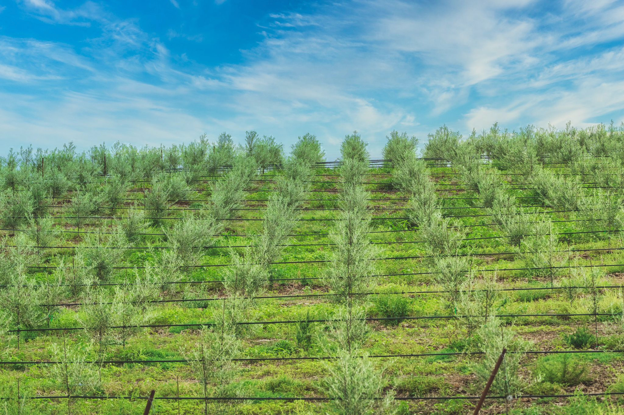 Olivenplantage auf einem Hügel mit jungen Bäumen und Bewässerungssystem.